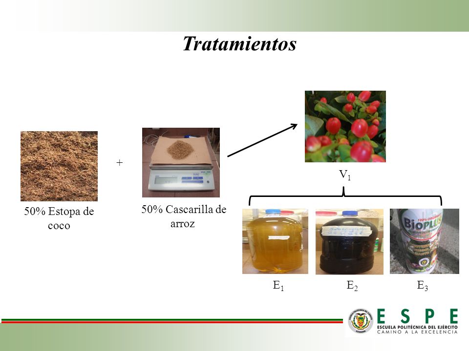 Tratamientos + V1 50% Estopa de coco 50% Cascarilla de arroz E1 E2 E3
