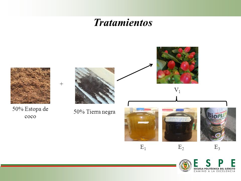 Tratamientos + V1 50% Estopa de coco 50% Tierra negra E1 E2 E3