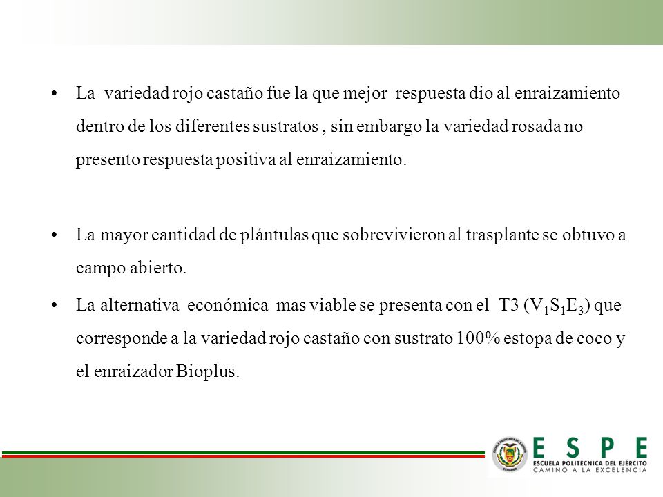 La variedad rojo castaño fue la que mejor respuesta dio al enraizamiento dentro de los diferentes sustratos , sin embargo la variedad rosada no presento respuesta positiva al enraizamiento.