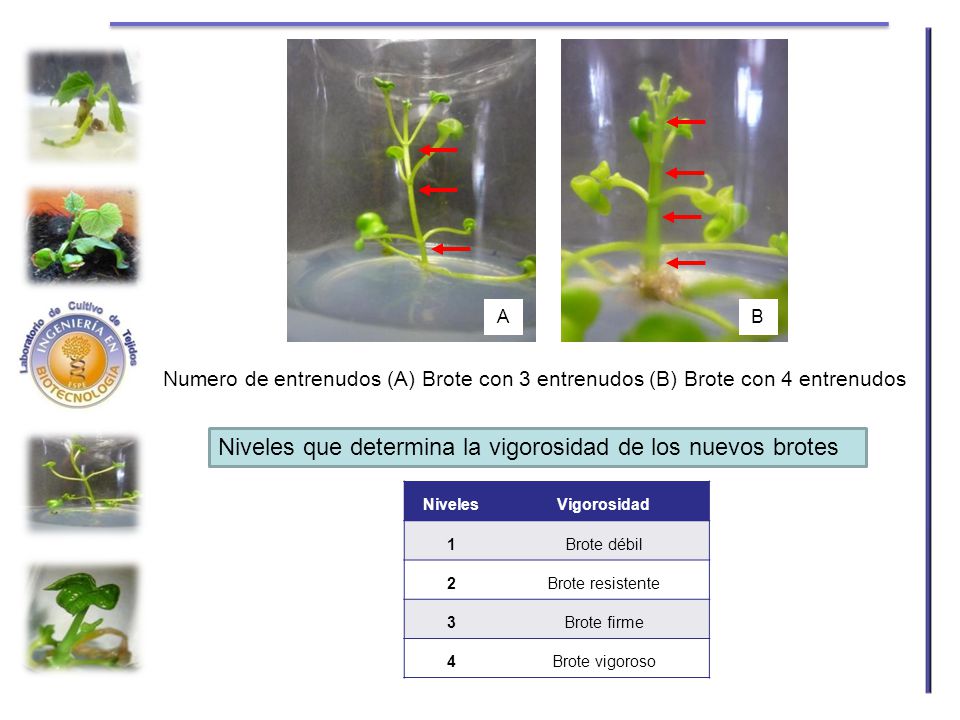 Niveles que determina la vigorosidad de los nuevos brotes
