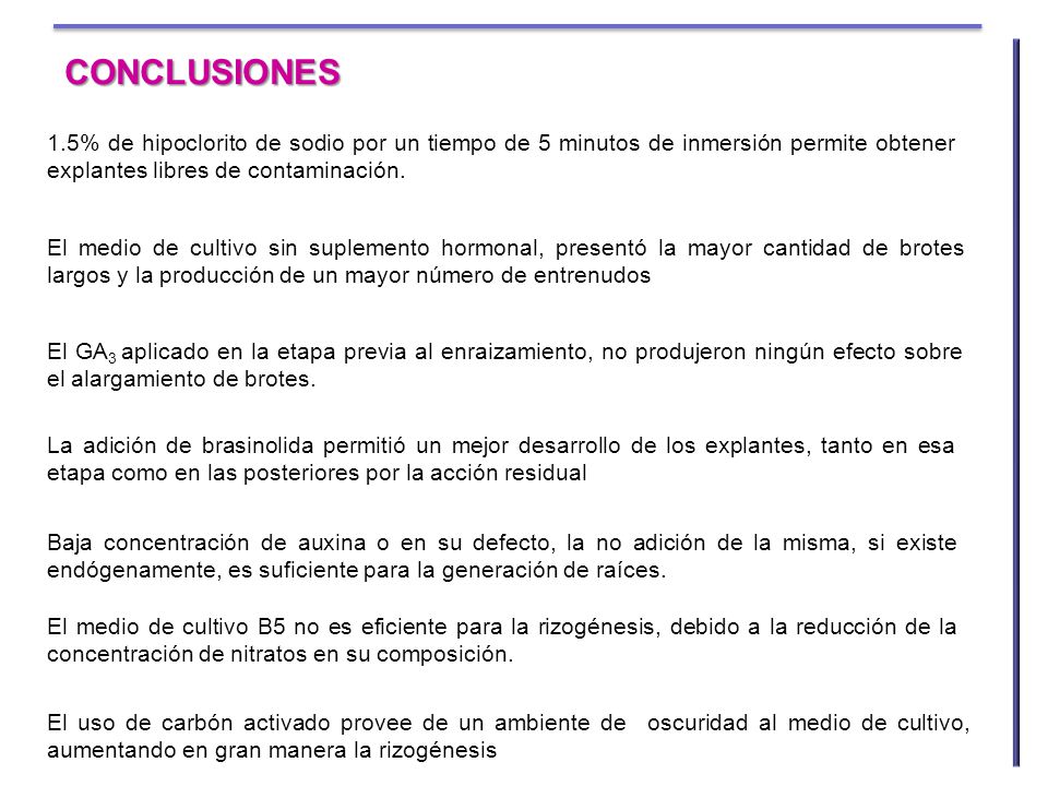 CONCLUSIONES 1.5% de hipoclorito de sodio por un tiempo de 5 minutos de inmersión permite obtener explantes libres de contaminación.