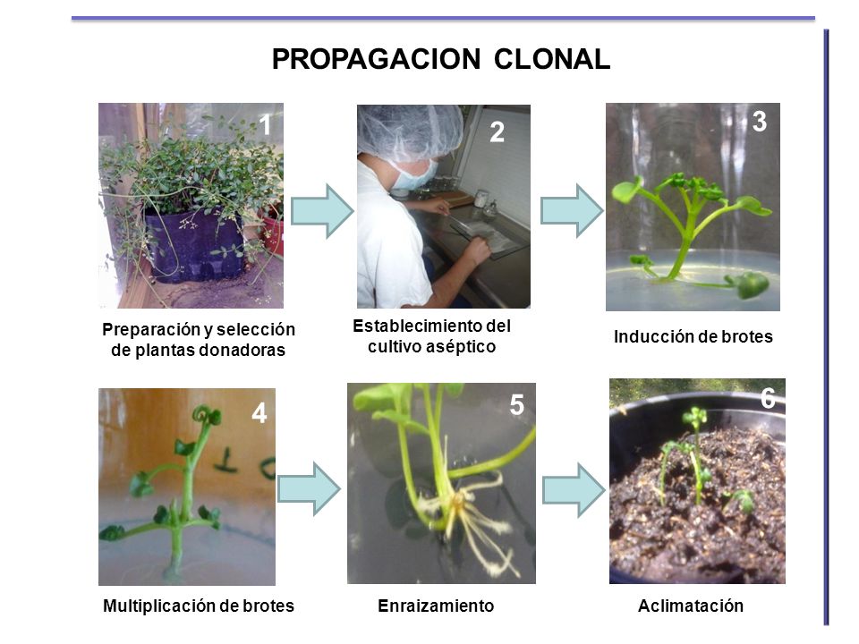 PROPAGACION CLONAL Preparación y selección de plantas donadoras. Establecimiento del cultivo aséptico.
