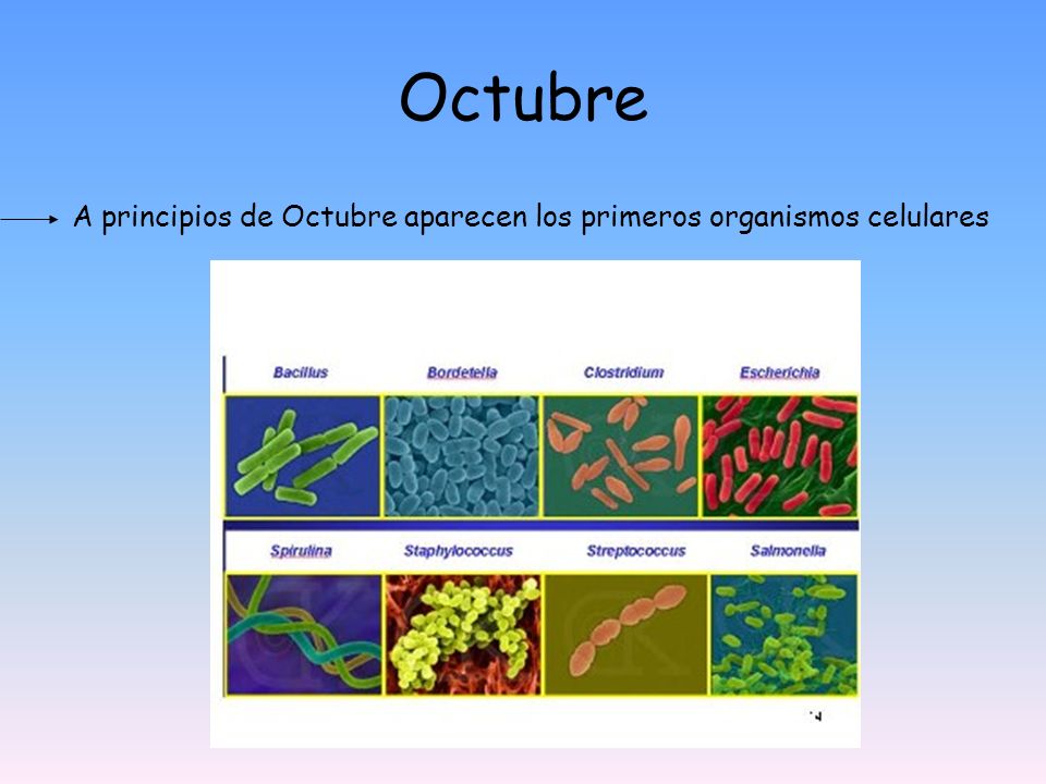 Octubre A principios de Octubre aparecen los primeros organismos celulares