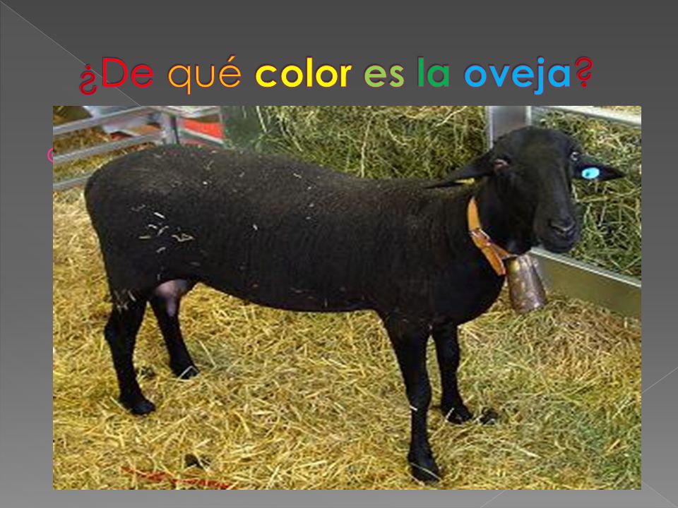 ¿De qué color es la oveja