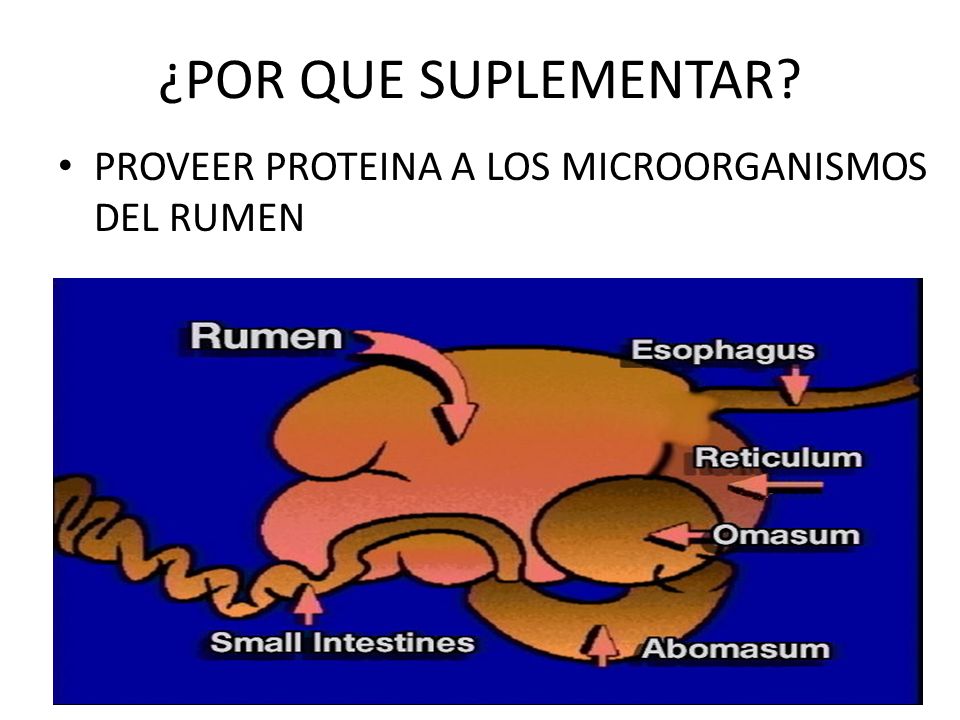 ¿POR QUE SUPLEMENTAR PROVEER PROTEINA A LOS MICROORGANISMOS DEL RUMEN