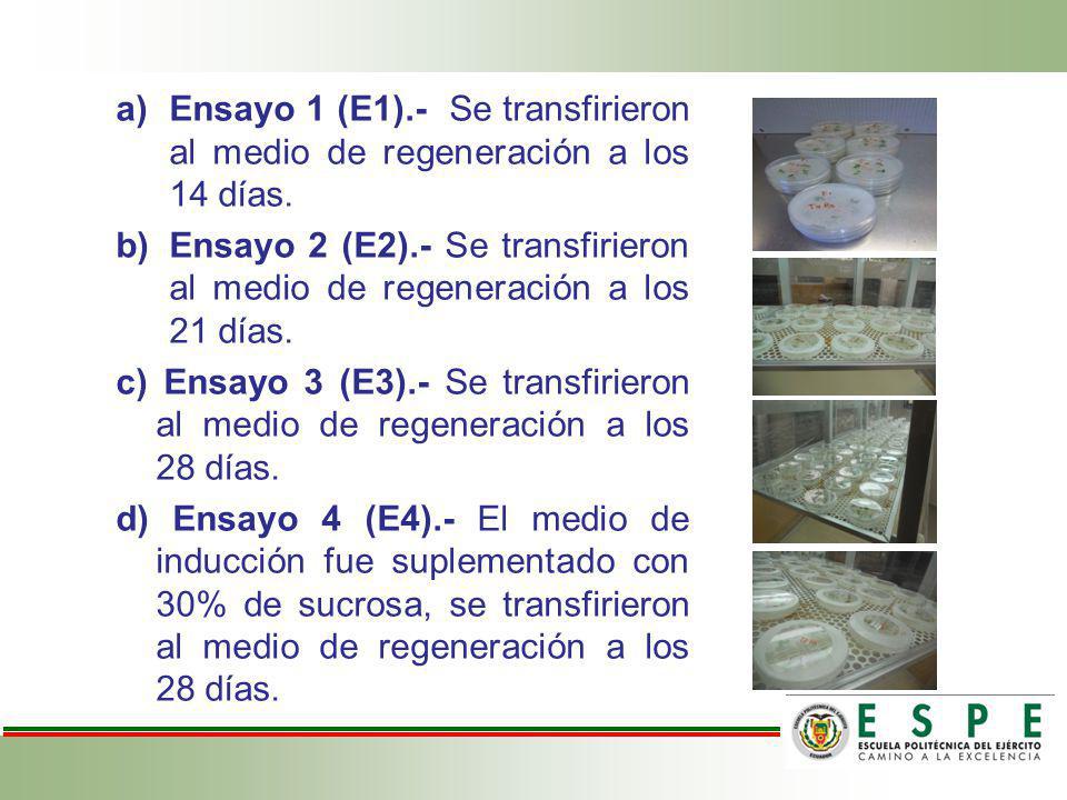 Ensayo 1 (E1).- Se transfirieron al medio de regeneración a los 14 días.
