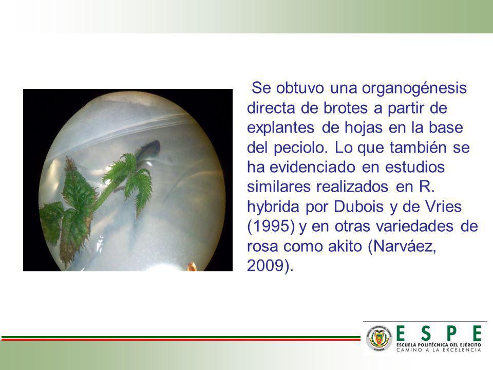 Se obtuvo una organogénesis directa de brotes a partir de explantes de hojas en la base del peciolo.