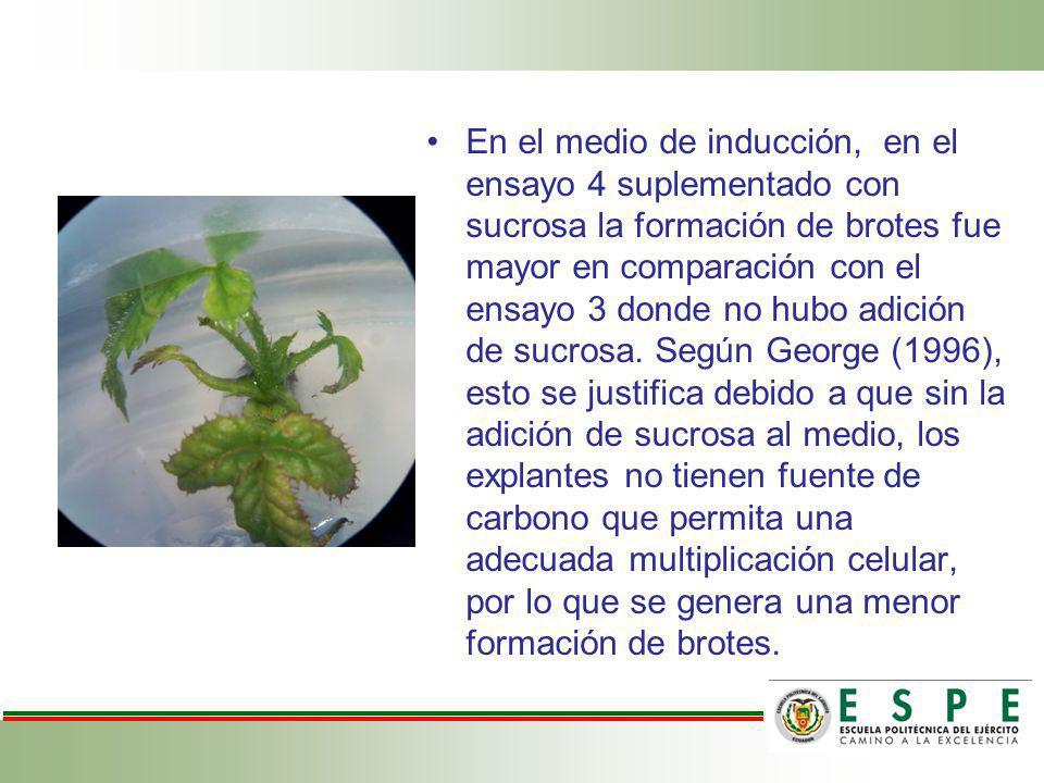 En el medio de inducción, en el ensayo 4 suplementado con sucrosa la formación de brotes fue mayor en comparación con el ensayo 3 donde no hubo adición de sucrosa.