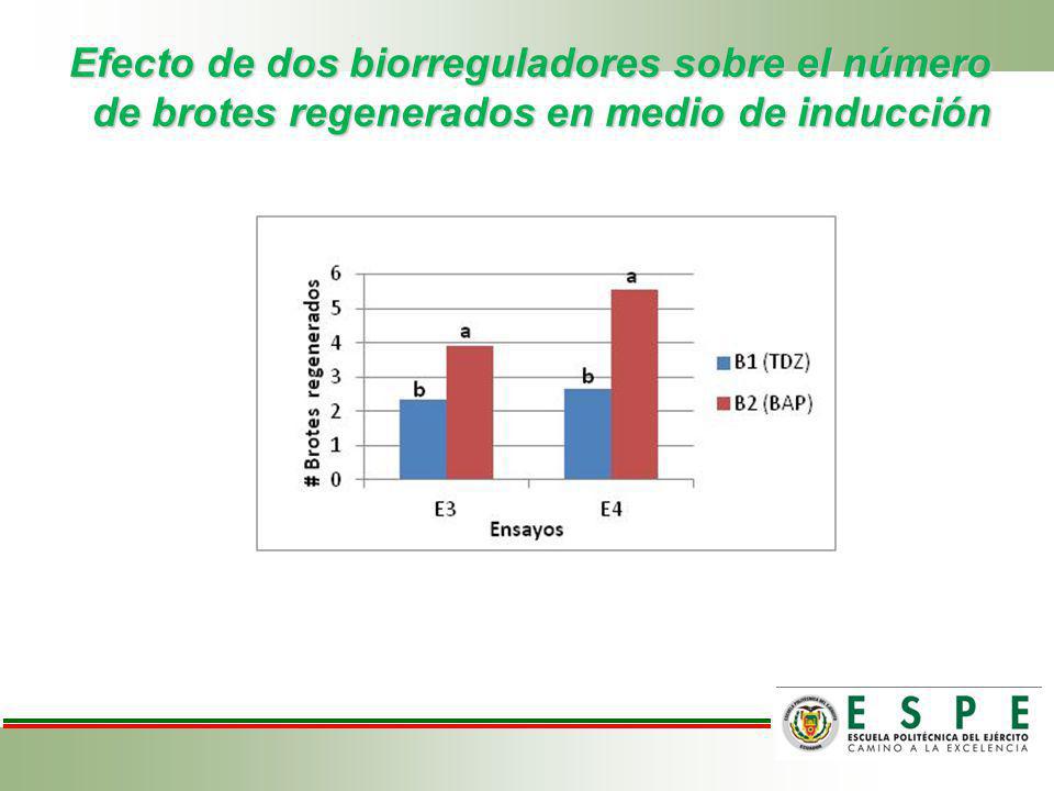 Efecto de dos biorreguladores sobre el número de brotes regenerados en medio de inducción