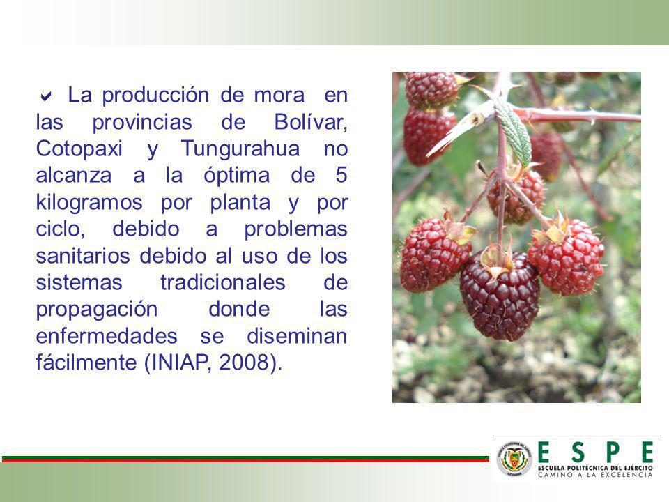  La producción de mora en las provincias de Bolívar, Cotopaxi y Tungurahua no alcanza a la óptima de 5 kilogramos por planta y por ciclo, debido a problemas sanitarios debido al uso de los sistemas tradicionales de propagación donde las enfermedades se diseminan fácilmente (INIAP, 2008).