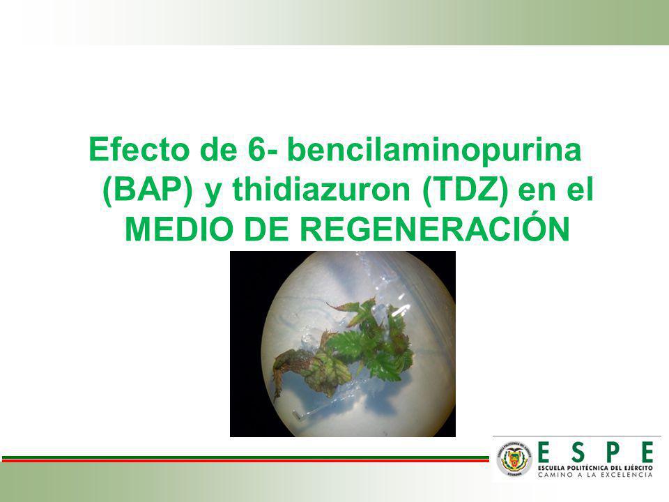 Efecto de 6- bencilaminopurina (BAP) y thidiazuron (TDZ) en el MEDIO DE REGENERACIÓN