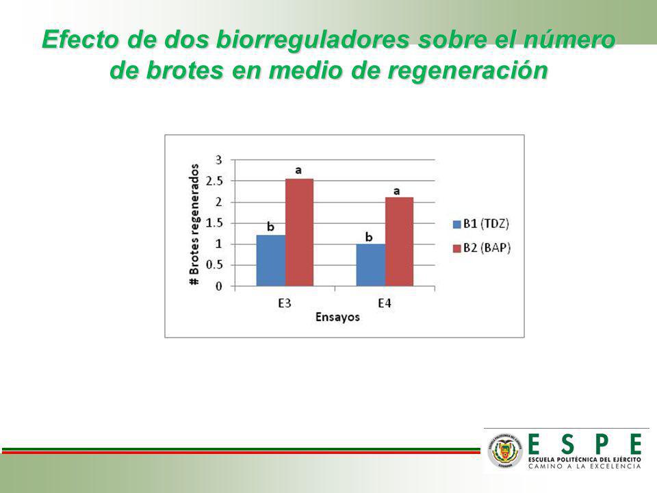 Efecto de dos biorreguladores sobre el número de brotes en medio de regeneración