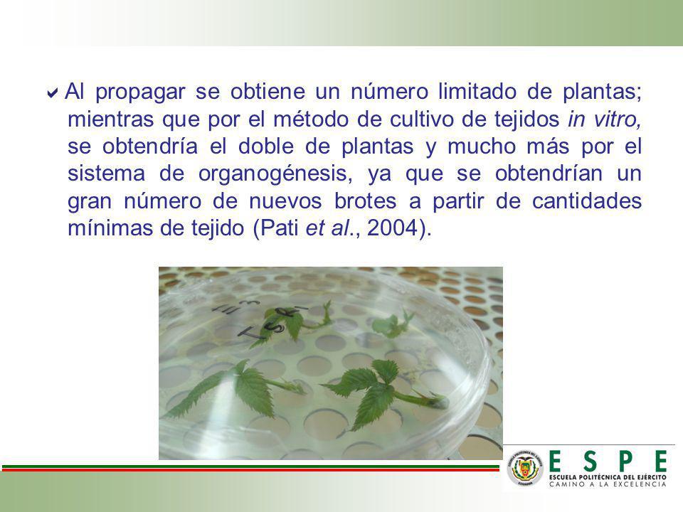 Al propagar se obtiene un número limitado de plantas; mientras que por el método de cultivo de tejidos in vitro, se obtendría el doble de plantas y mucho más por el sistema de organogénesis, ya que se obtendrían un gran número de nuevos brotes a partir de cantidades mínimas de tejido (Pati et al., 2004).