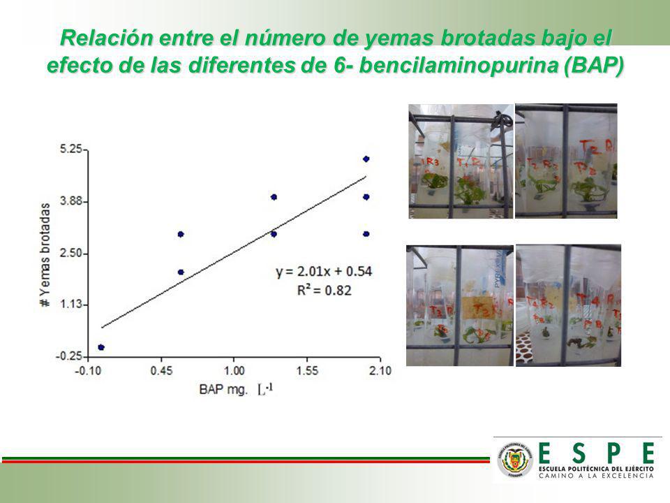 Relación entre el número de yemas brotadas bajo el efecto de las diferentes de 6- bencilaminopurina (BAP)