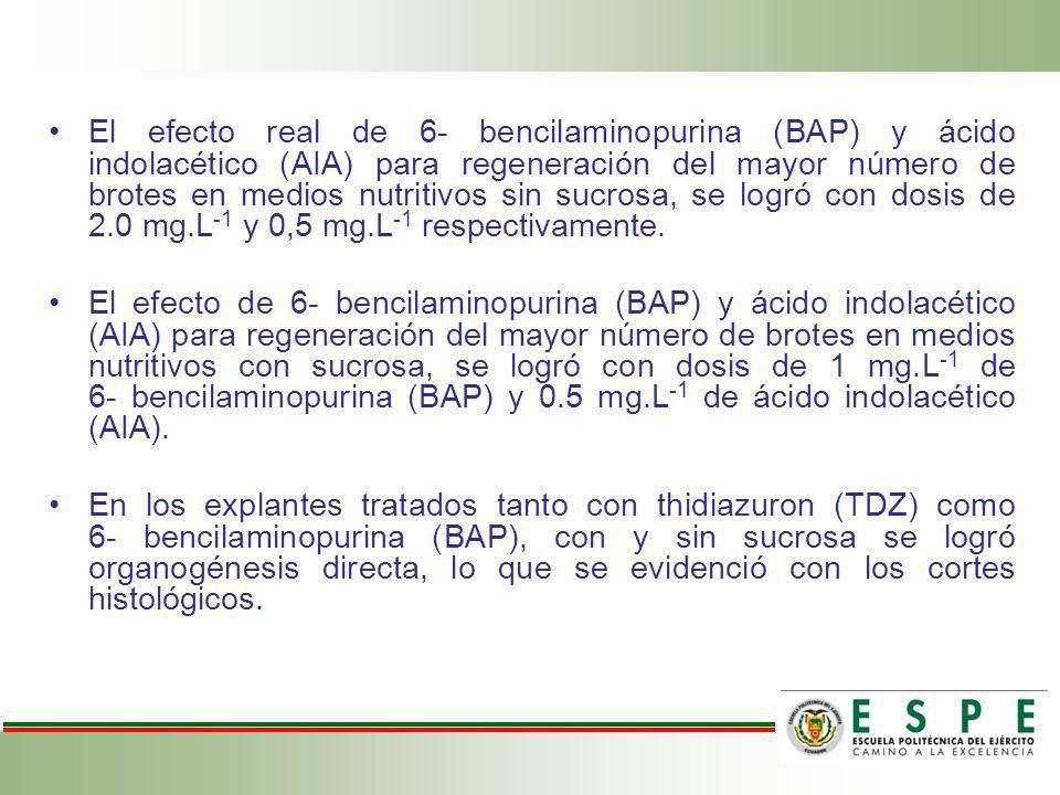 El efecto real de 6- bencilaminopurina (BAP) y ácido indolacético (AIA) para regeneración del mayor número de brotes en medios nutritivos sin sucrosa, se logró con dosis de 2.0 mg.L-1 y 0,5 mg.L-1 respectivamente.