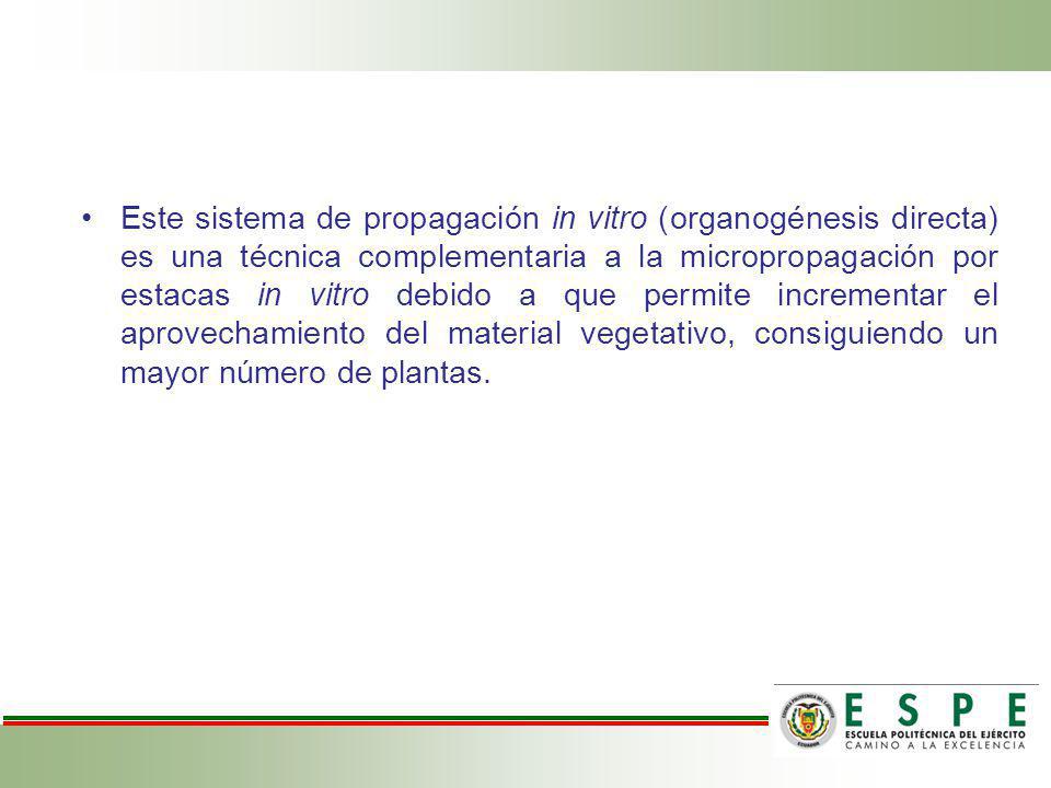 Este sistema de propagación in vitro (organogénesis directa) es una técnica complementaria a la micropropagación por estacas in vitro debido a que permite incrementar el aprovechamiento del material vegetativo, consiguiendo un mayor número de plantas.