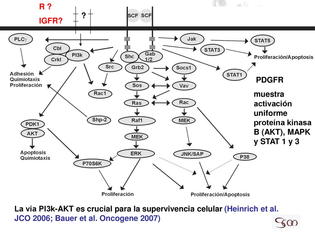 R IGFR PDGFR. muestra activación uniforme proteína kinasa B (AKT), MAPK y STAT 1 y 3.