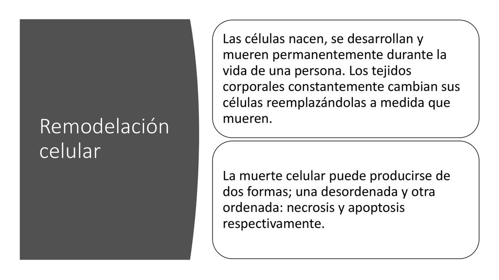 Las células nacen, se desarrollan y mueren permanentemente durante la vida de una persona. Los tejidos corporales constantemente cambian sus células reemplazándolas a medida que mueren.