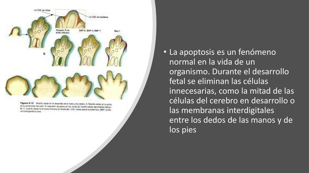 La apoptosis es un fenómeno normal en la vida de un organismo