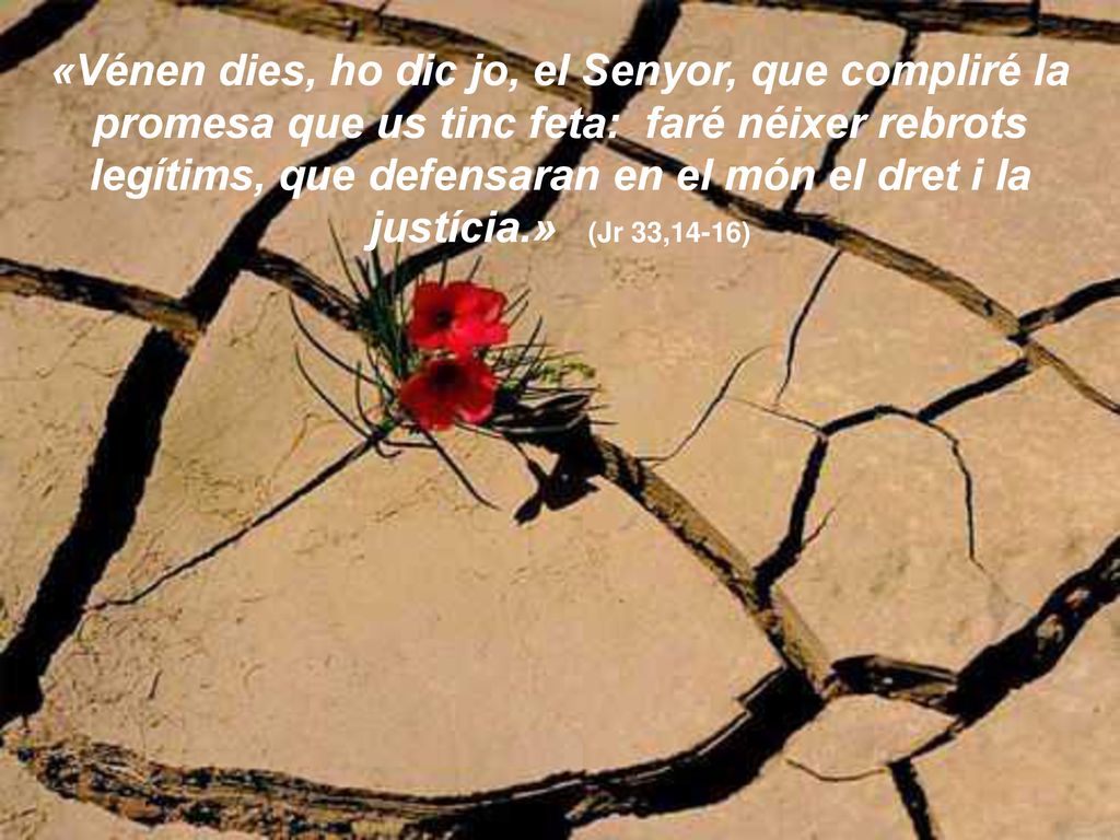 «Vénen dies, ho dic jo, el Senyor, que compliré la promesa que us tinc feta: faré néixer rebrots legítims, que defensaran en el món el dret i la justícia.» (Jr 33,14-16)