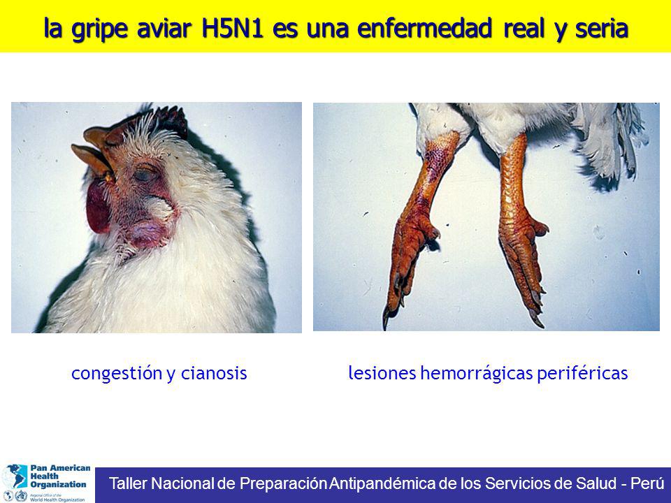 la gripe aviar H5N1 es una enfermedad real y seria