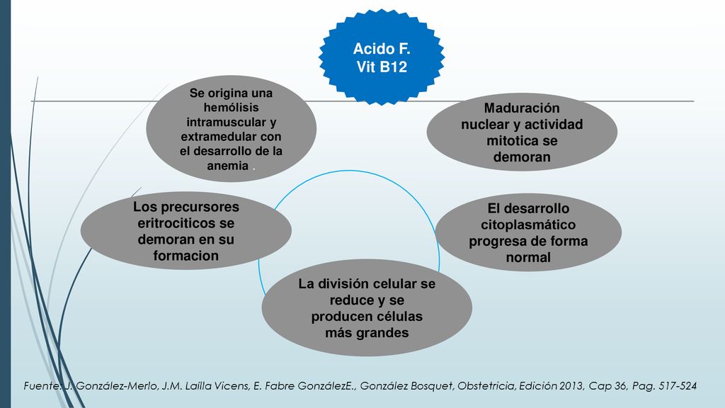 Acido F. Vit B12 Maduración nuclear y actividad mitotica se demoran