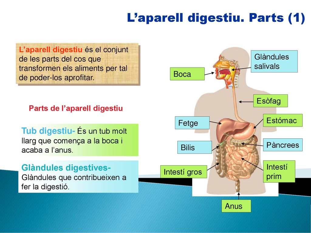 L’aparell digestiu. Parts (1)