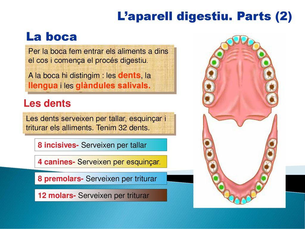 L’aparell digestiu. Parts (2)