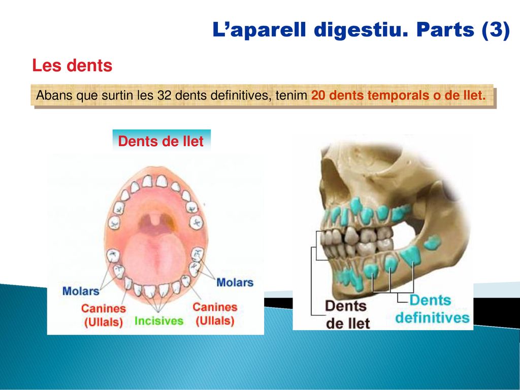 L’aparell digestiu. Parts (3)