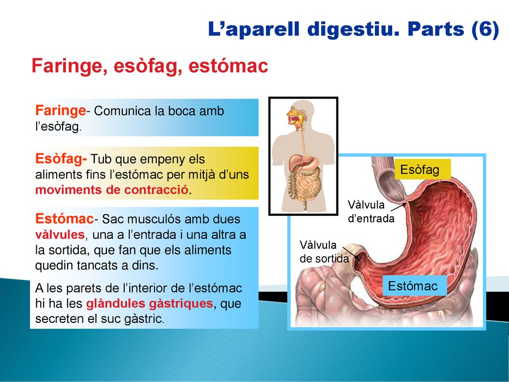 L’aparell digestiu. Parts (6)