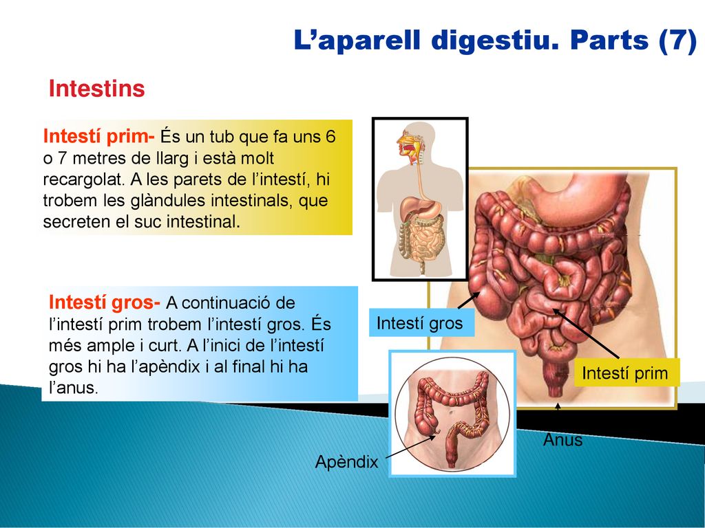 L’aparell digestiu. Parts (7)