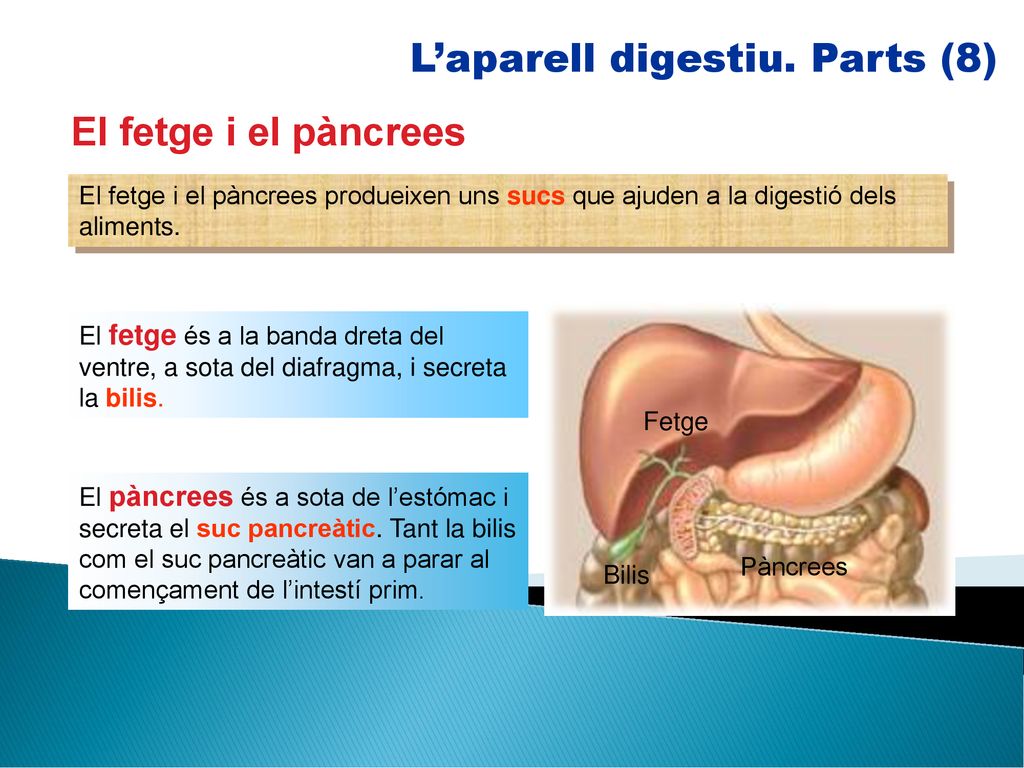 L’aparell digestiu. Parts (8)