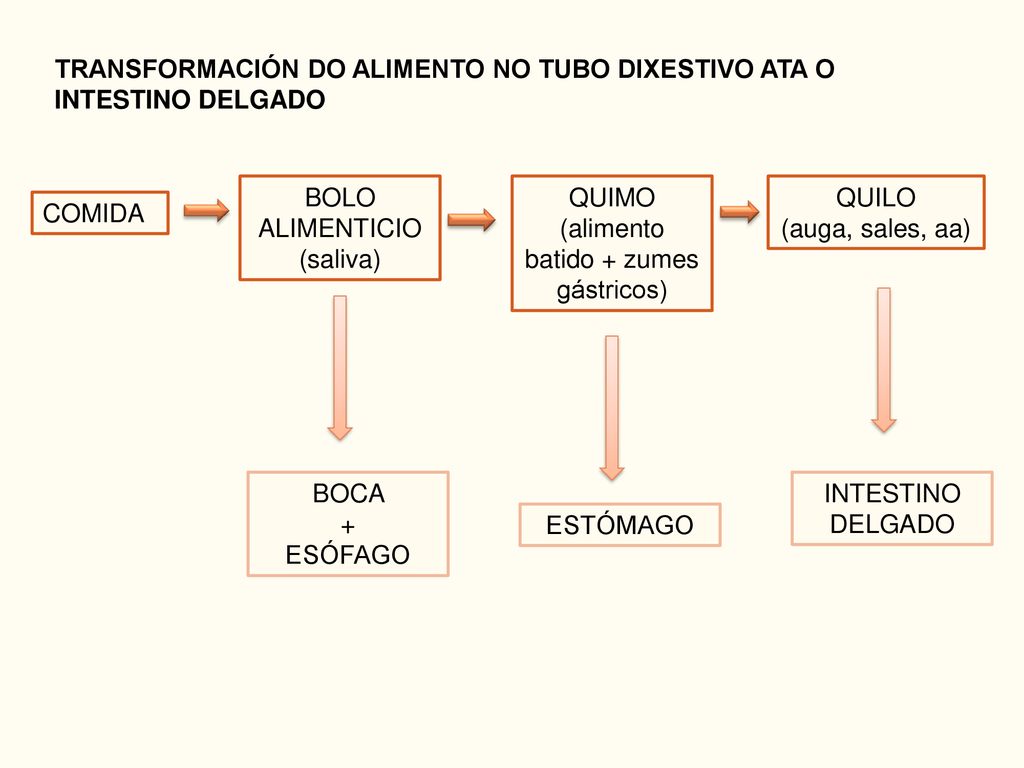 TRANSFORMACIÓN DO ALIMENTO NO TUBO DIXESTIVO ATA O INTESTINO DELGADO