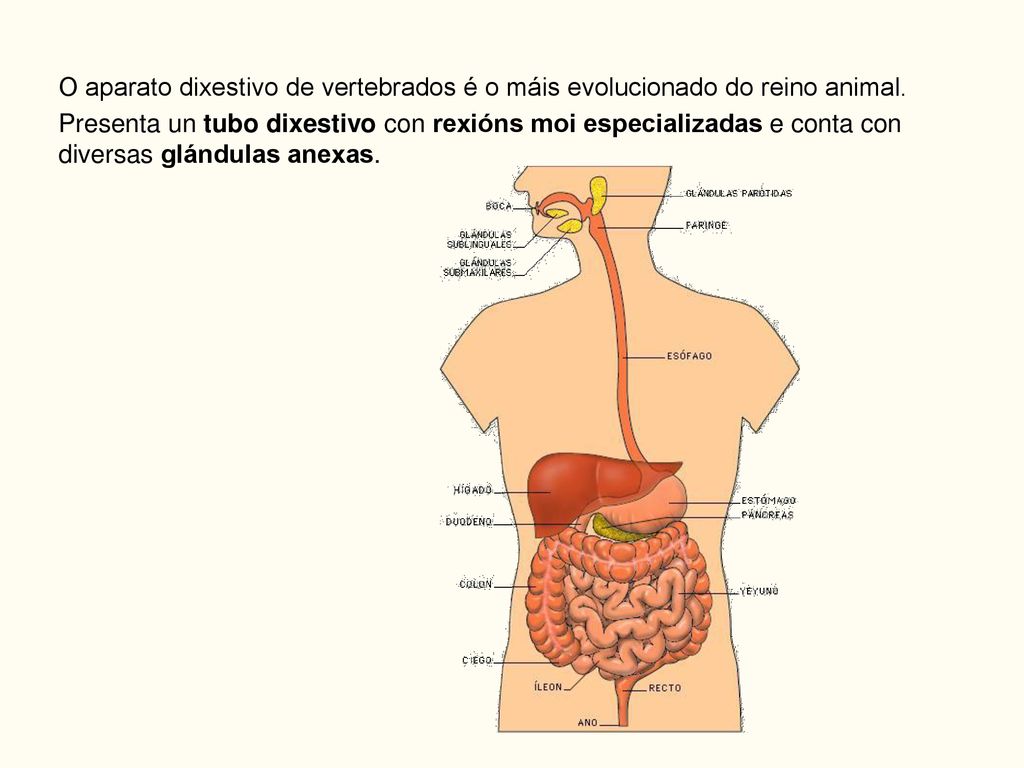 O aparato dixestivo de vertebrados é o máis evolucionado do reino animal.