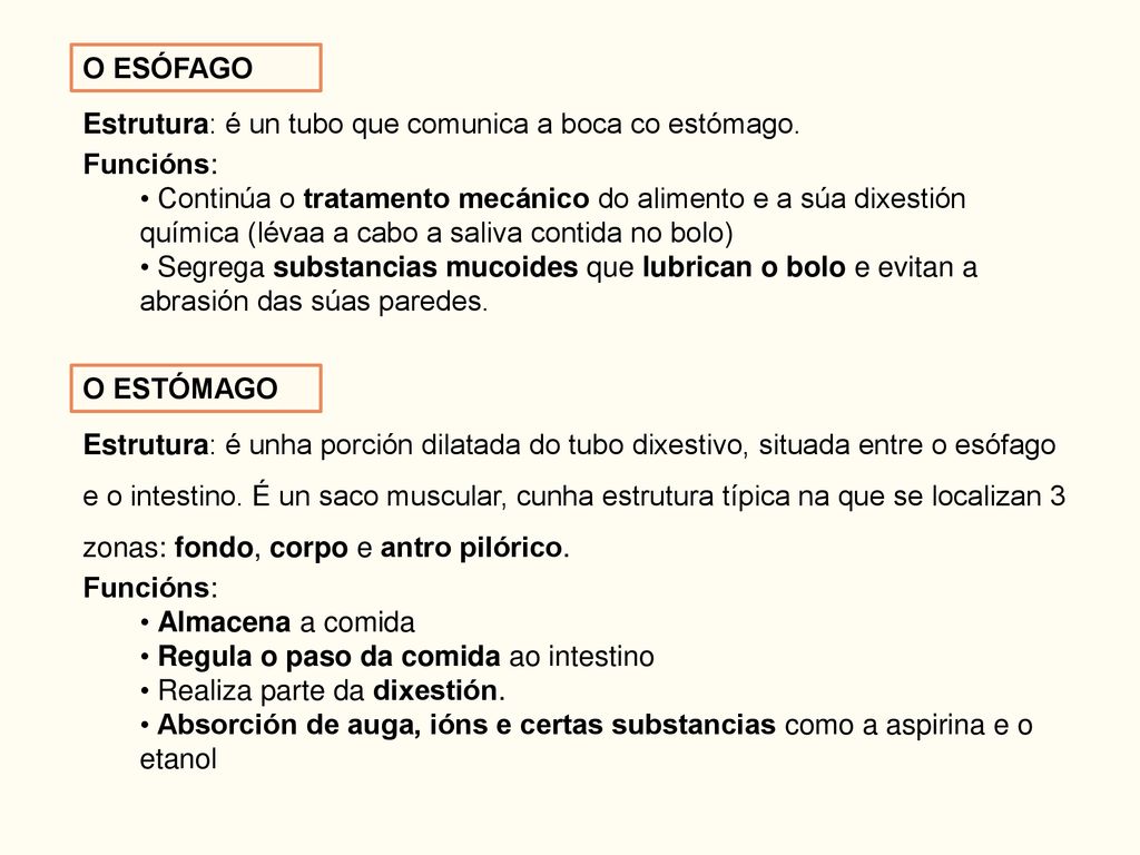 O ESÓFAGO Estrutura: é un tubo que comunica a boca co estómago. Funcións: