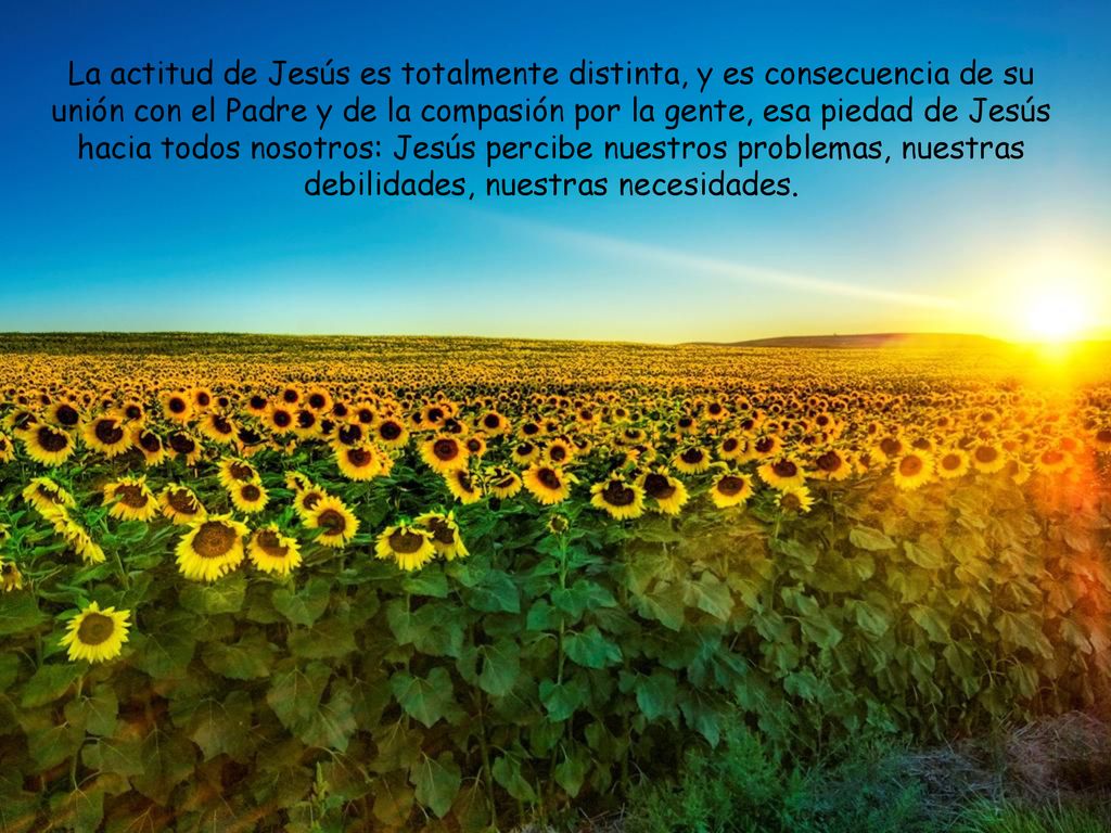 La actitud de Jesús es totalmente distinta, y es consecuencia de su unión con el Padre y de la compasión por la gente, esa piedad de Jesús hacia todos nosotros: Jesús percibe nuestros problemas, nuestras debilidades, nuestras necesidades.