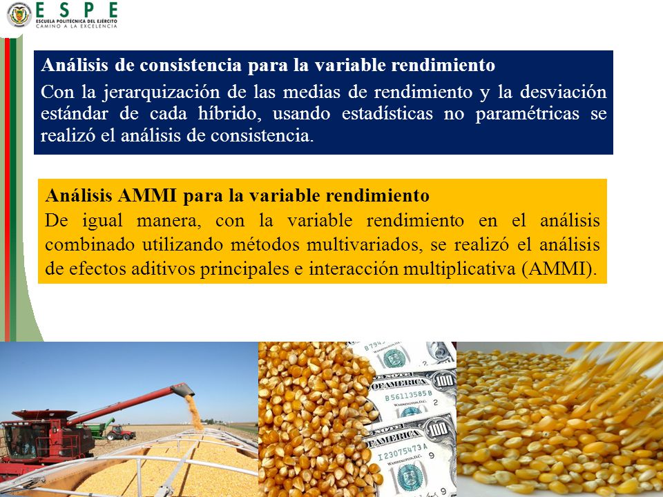 Análisis de consistencia para la variable rendimiento Con la jerarquización de las medias de rendimiento y la desviación estándar de cada híbrido, usando estadísticas no paramétricas se realizó el análisis de consistencia.