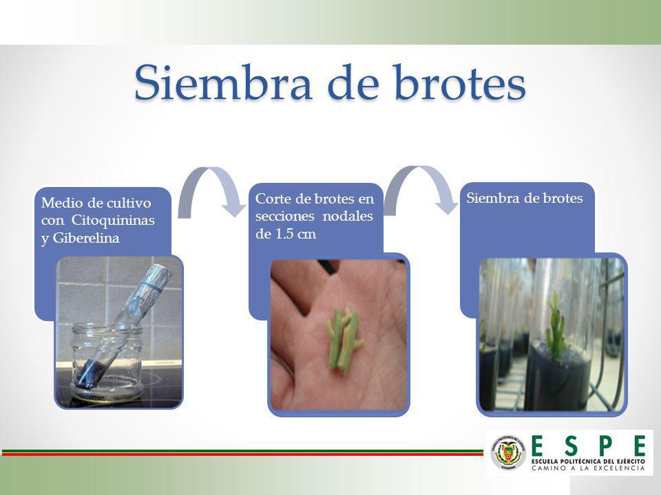 Siembra de brotes Medio de cultivo con Citoquininas y Giberelina