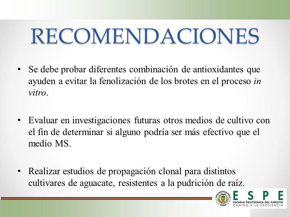 RECOMENDACIONES Se debe probar diferentes combinación de antioxidantes que ayuden a evitar la fenolización de los brotes en el proceso in vitro.