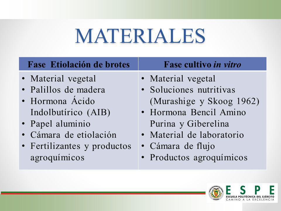 Fase Etiolación de brotes