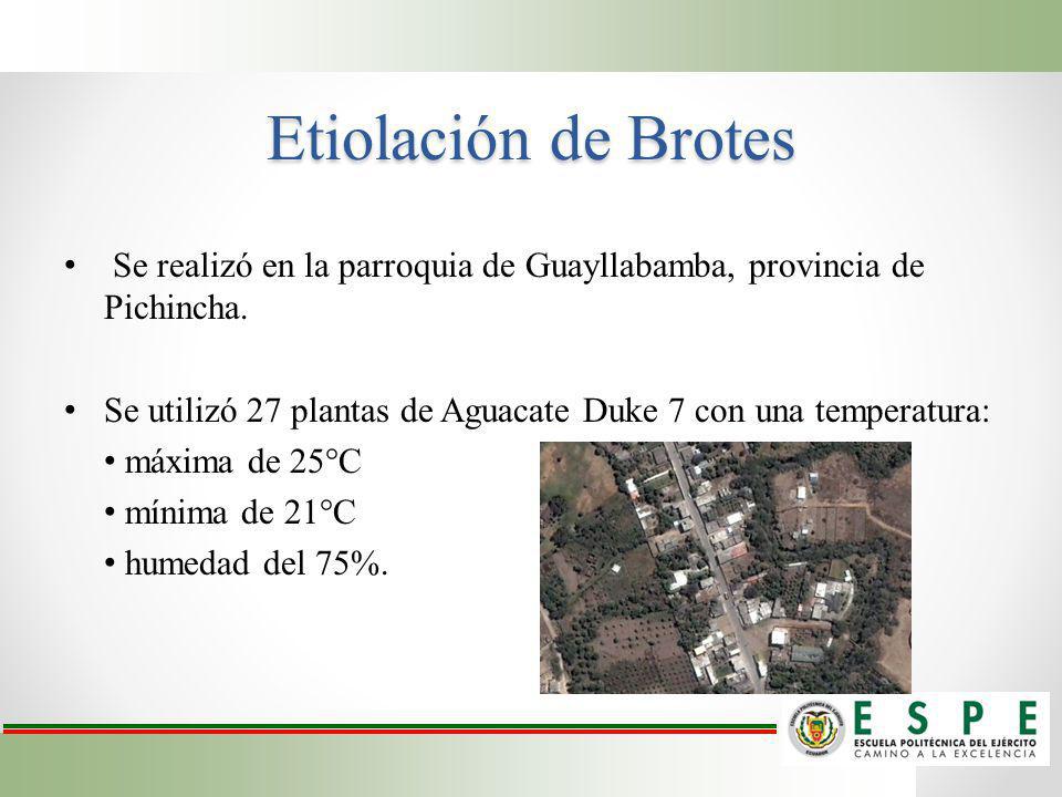 Etiolación de Brotes Se realizó en la parroquia de Guayllabamba, provincia de Pichincha.