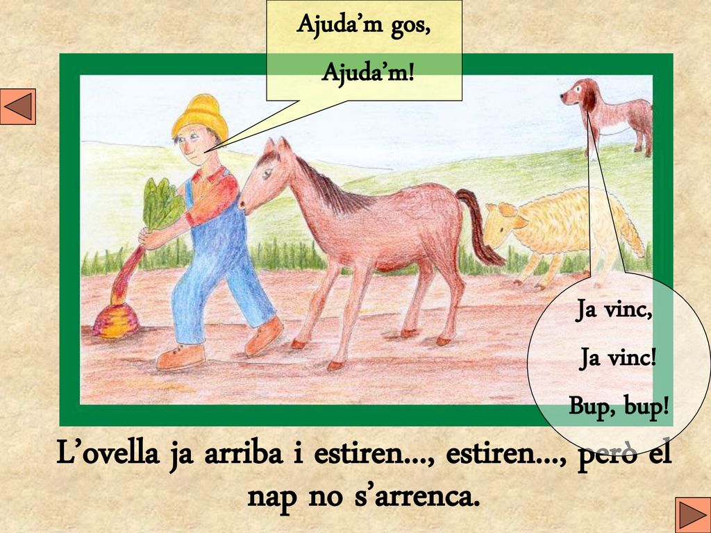L’ovella ja arriba i estiren..., estiren..., però el nap no s’arrenca.