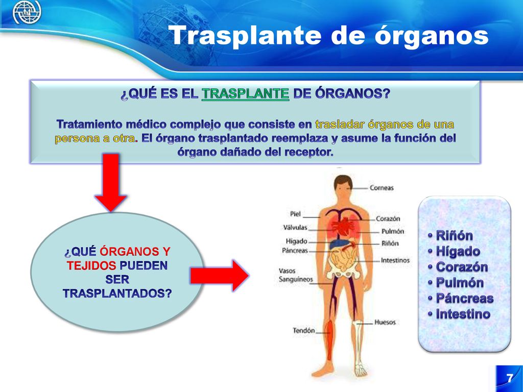 Trasplante de órganos l ¿QUÉ ES EL TRASPLANTE DE ÓRGANOS • Riñón