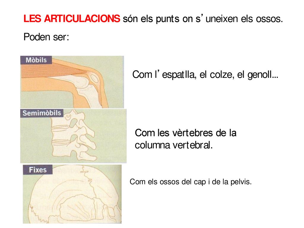 LES ARTICULACIONS són els punts on s’uneixen els ossos. Poden ser: