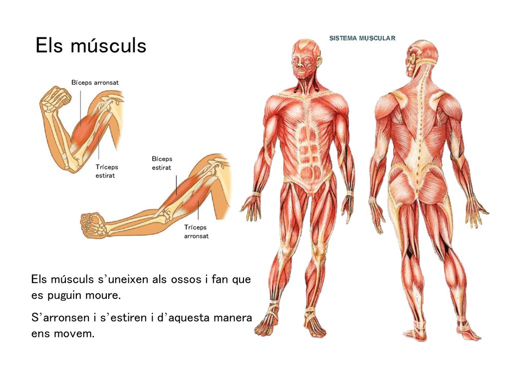 Els músculs Els músculs s’uneixen als ossos i fan que es puguin moure.
