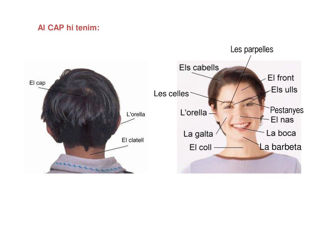 Al CAP hi tenim: Les parpelles Les celles Pestanyes La barbeta