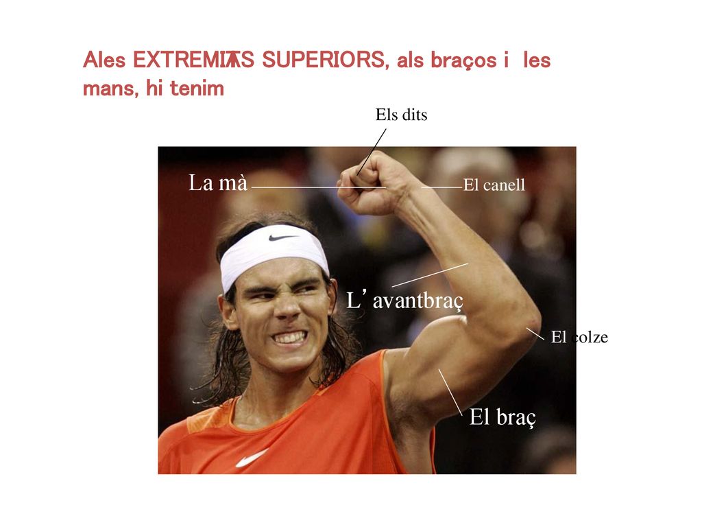 A les EXTREMITATS SUPERIORS, als braços i les mans, hi tenim