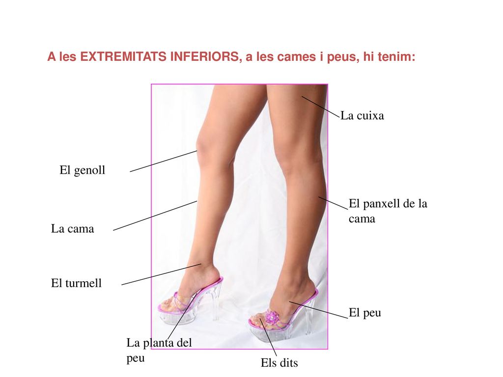 A les EXTREMITATS INFERIORS, a les cames i peus, hi tenim:
