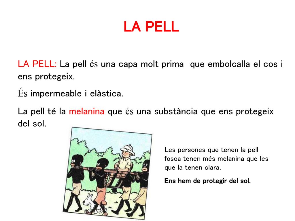 LA PELL LA PELL: La pell és una capa molt prima que embolcalla el cos i ens protegeix. És impermeable i elàstica.