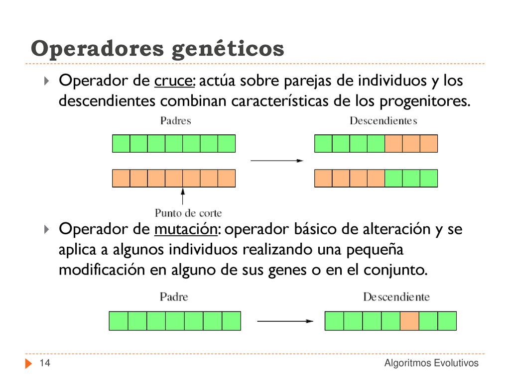 Operadores genéticos Operador de cruce: actúa sobre parejas de individuos y los descendientes combinan características de los progenitores.